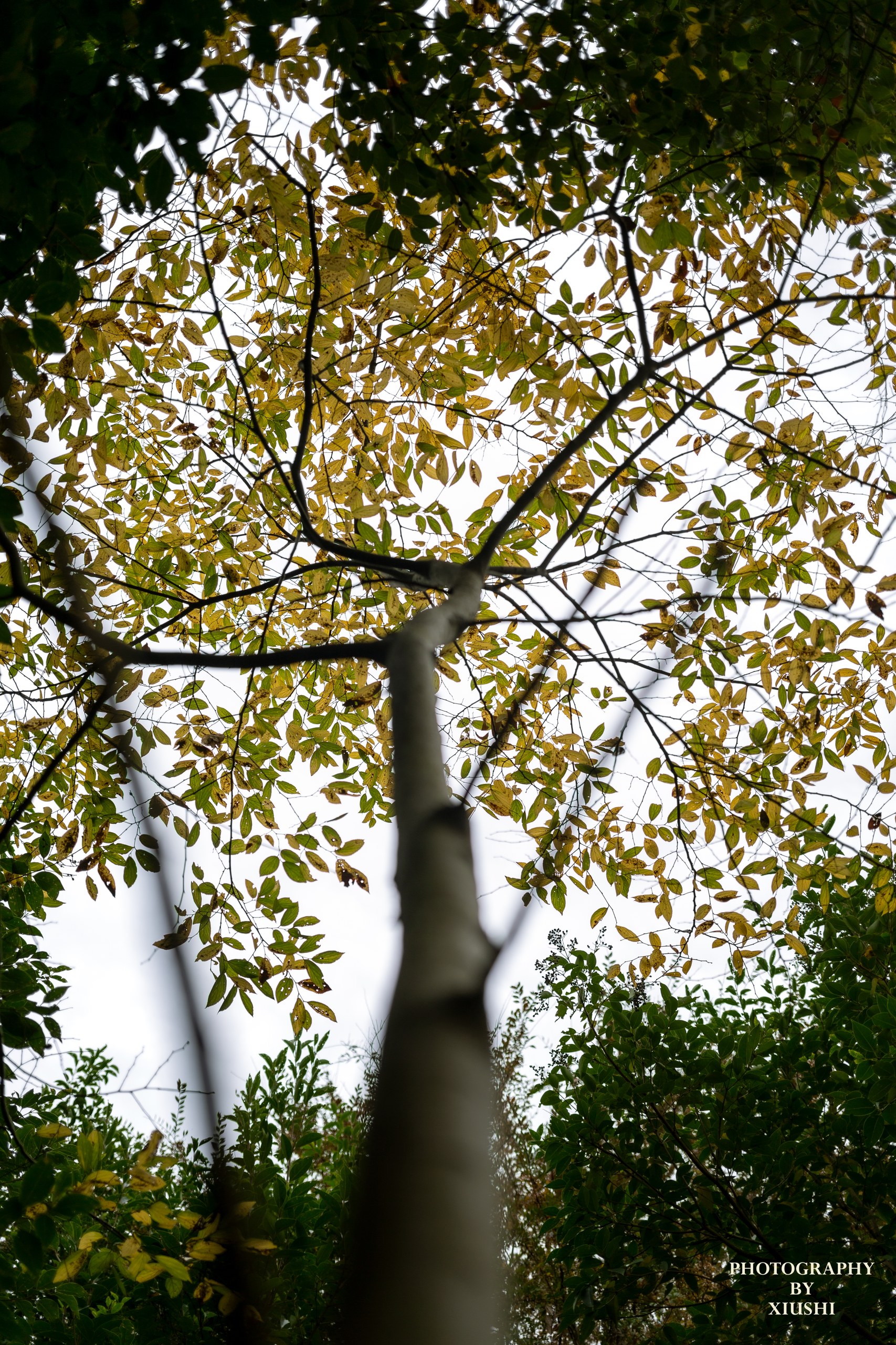 Forrest in Campus 2